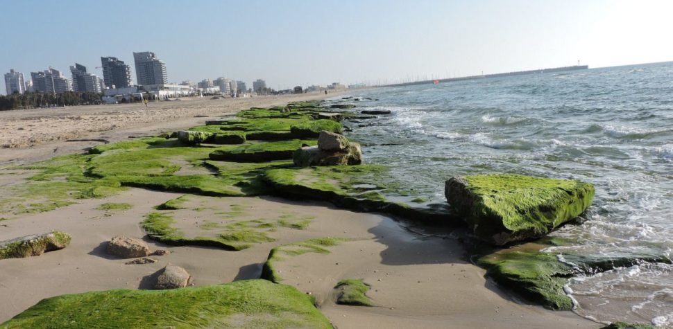 Ashdod, la ciudad más ecológica del Mediterráneo según la ONU