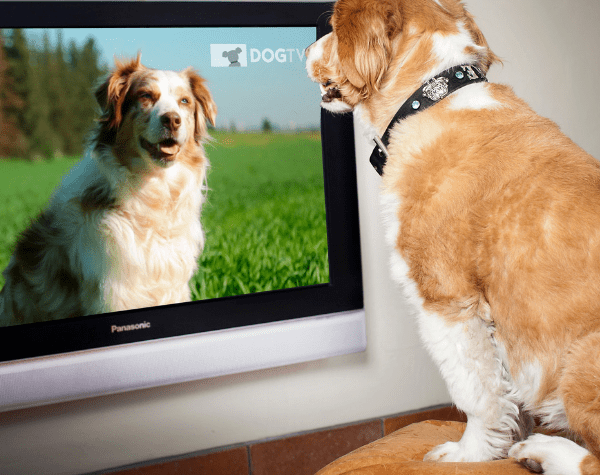 DogTV, para que tu perro no se sienta solo