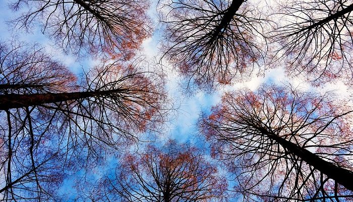 Los sueños con plantas en la tradición judía